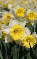 Daffodil, Narcissus