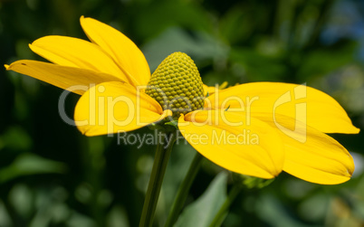 Shiny Coneflower, Rudbeckia nitida