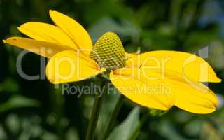 Shiny Coneflower, Rudbeckia nitida