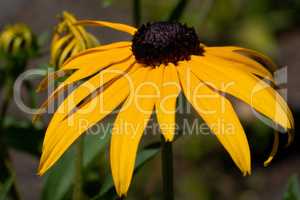 Orange Coneflower, Rudbeckia fulgida