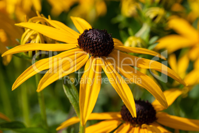 Orange Coneflower, Rudbeckia fulgida