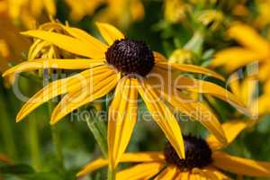 Orange Coneflower, Rudbeckia fulgida