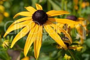 Orange Coneflower, Rudbeckia fulgida