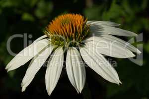 Coneflower, Echinacea purpurea