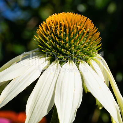 Coneflower, Echinacea purpurea