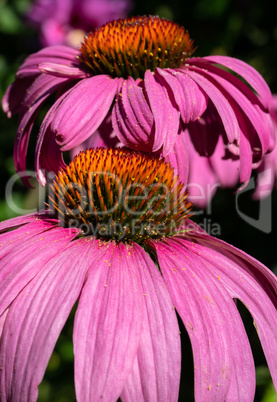 Coneflower, Echinacea purpurea