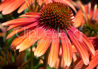 Coneflower, Echinacea purpurea