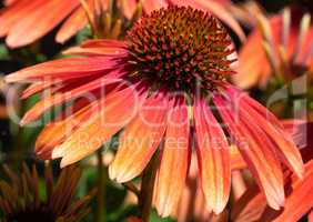 Coneflower, Echinacea purpurea