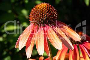 Coneflower, Echinacea purpurea