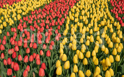 Tulip, Tulipa