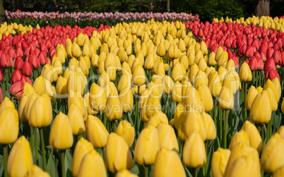 Tulip, Tulipa