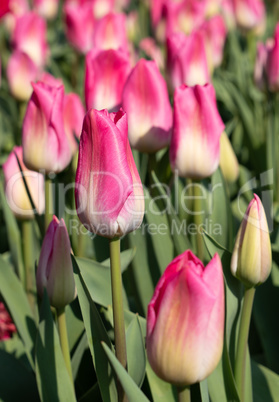 Tulip, Tulipa