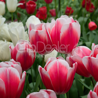 Tulip, Tulipa