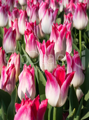 Tulip, Tulipa