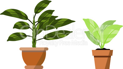 Potted plants isolated on white. Vector set of two green tropical plant in pot illustration
