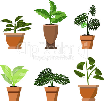 Potted plants isolated on white. Vector set of six green tropical plants in pot illustration