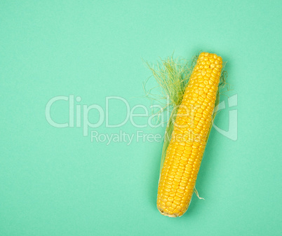 one ripe yellow corn cob on a green background,