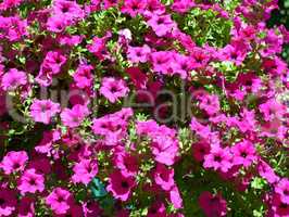 Many Petunia pink flowers on bright sunlight outdoors