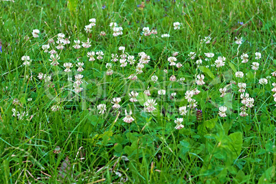 Clever white flowers on meadow