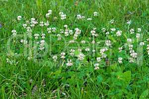 Clever white flowers on meadow