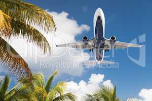 Bottom View of Passenger Airplane Flying Over Tropical Palm Tree