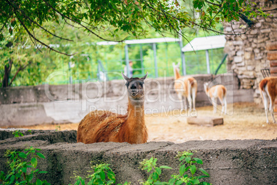 Red and furry alpaca in a farm.