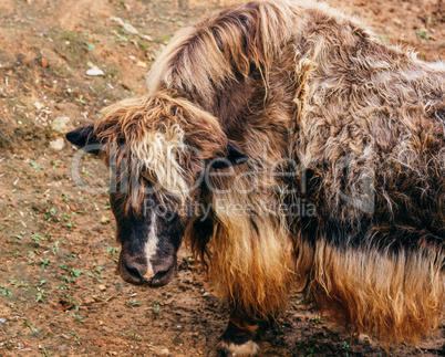 Young furry yak without horns.
