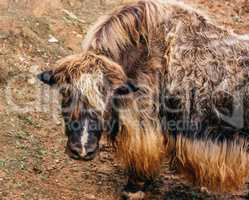 Young furry yak without horns.