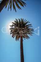 Palme in der Sonne