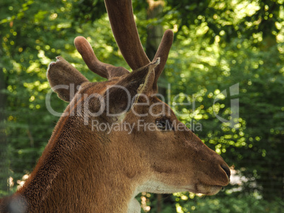 Close up of a deer