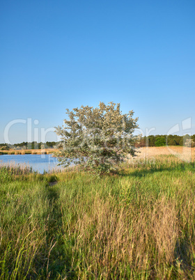 view of the lake in the middle of the steppe, Ukraine
