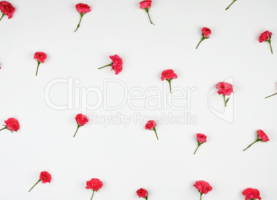 blooming buds of pink roses on a white background