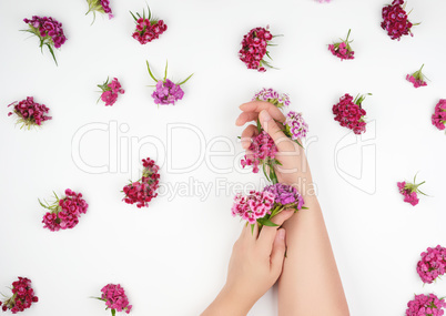 female hands with light smooth skin and buds of a blossoming Tur