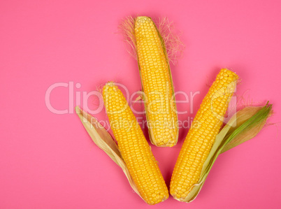 ripe yellow corn cobs on a pink background