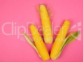ripe yellow corn cobs on a pink background