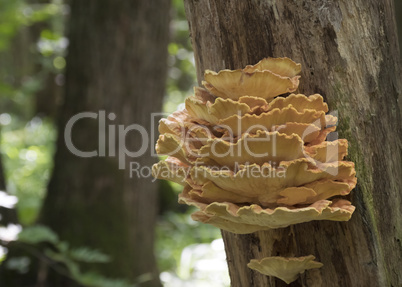 Spring edible mushroom (Laetiporus sulphureus) - grows on the tr