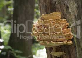 Spring edible mushroom (Laetiporus sulphureus) - grows on the tr
