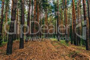 Dirt road in pine wood.