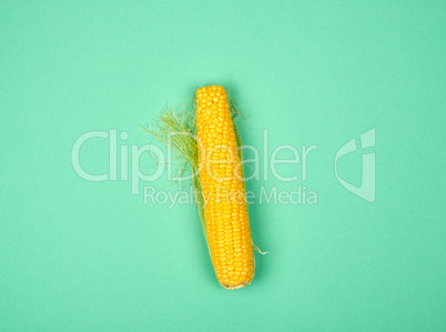 one ripe yellow corn cob on a green background