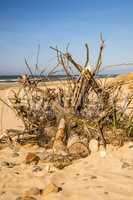 Driftwood at a beach of the Baltic Sea