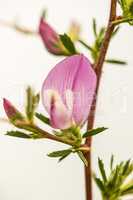 Spiny Restharrow, medicinal plant with flower