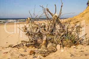 Driftwood at a beach of the Baltic Sea