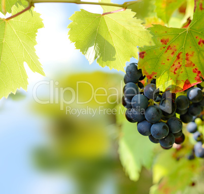 Grapes on a vine