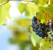 Grapes on a vine