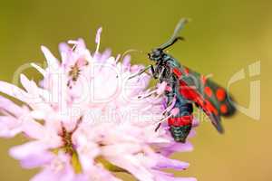 six-spot burnet on a flower of a field scabious