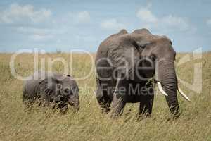 African elephant and calf feed in grass