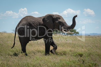 African elephant raises trunk while crossing savannah