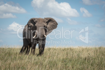 African elephant faces camera standing on savannah