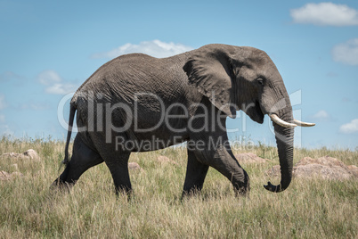 African elephant walks past in long grass