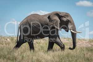 African elephant walks past in long grass